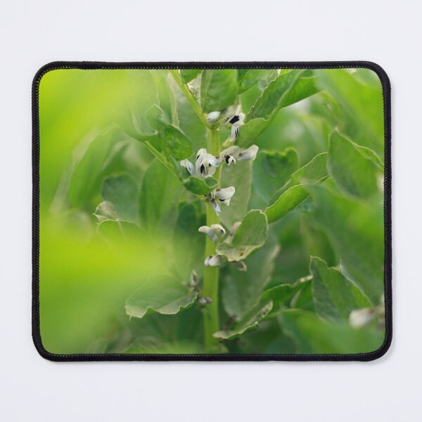 Item preview, Fava bean plants flowering designed and sold by Gaspar Avila.