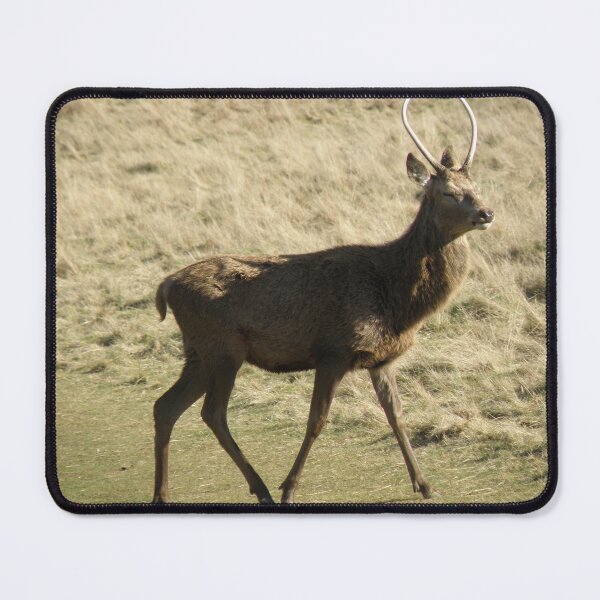 Item preview, Young Red Deer Stag Walking in Winter Photograph designed and sold by naturegallery.