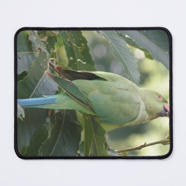 Item preview, Stretching Ring Necked Parakeet Photograph designed and sold by naturegallery.