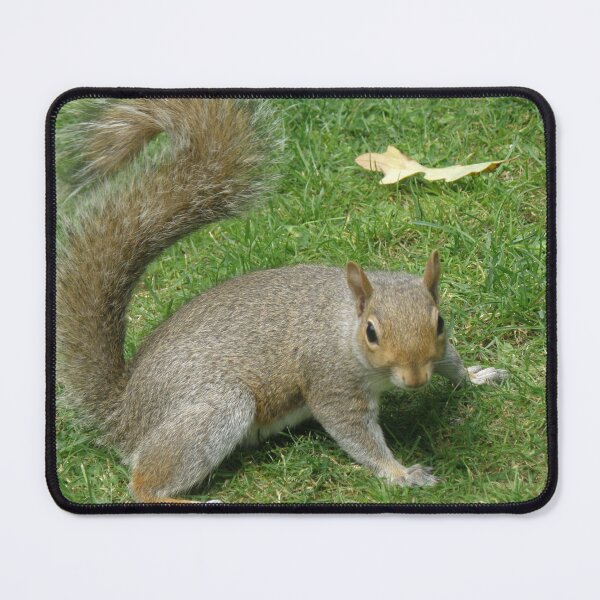 Item preview, Grey Squirrel with a Curly Tail Photograph designed and sold by naturegallery.
