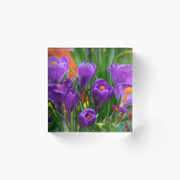 Spring Beauties Acrylic Block