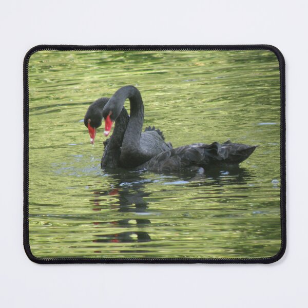 Item preview, Black Swans Swimming Together Photograph designed and sold by naturegallery.
