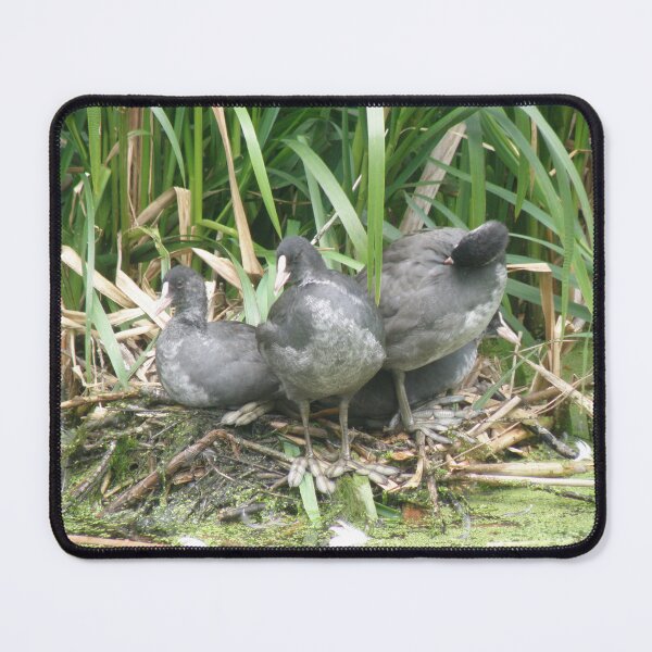 Item preview, Coot Chicks on the Nest Photograph designed and sold by naturegallery.