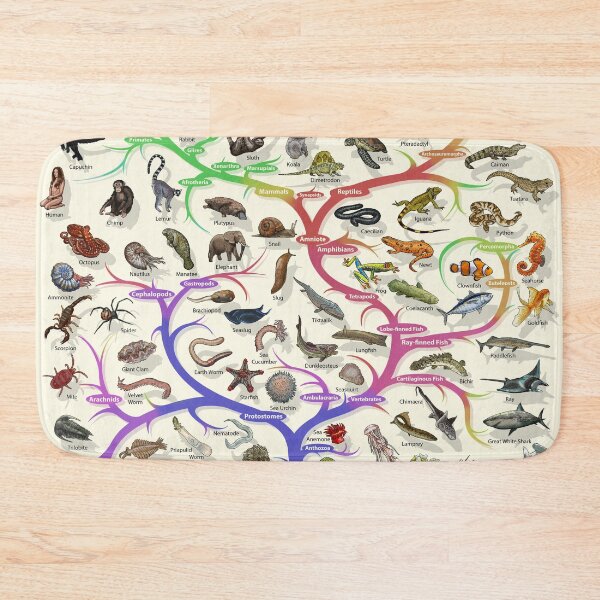 Item preview, Animal and Plant Evolution - Tree of Life Poster - English - No Timescale designed and sold by EvolutionPoster.
