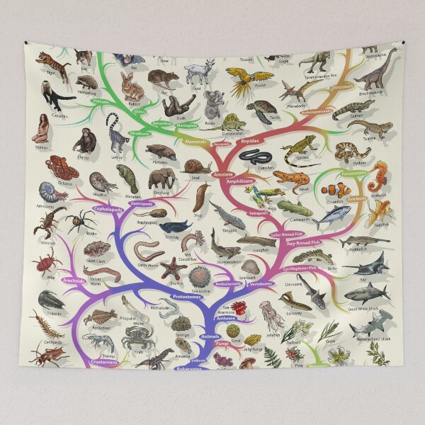 Item preview, Animal and Plant Evolution - Tree of Life Poster - English - No Timescale designed and sold by EvolutionPoster.