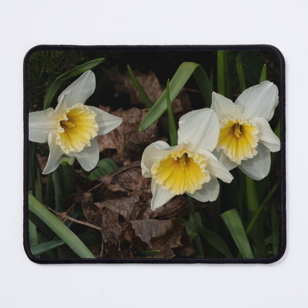 Item preview, Daffodils Emerging from the Detritus of Winter designed and sold by Gerda Grice Photography.