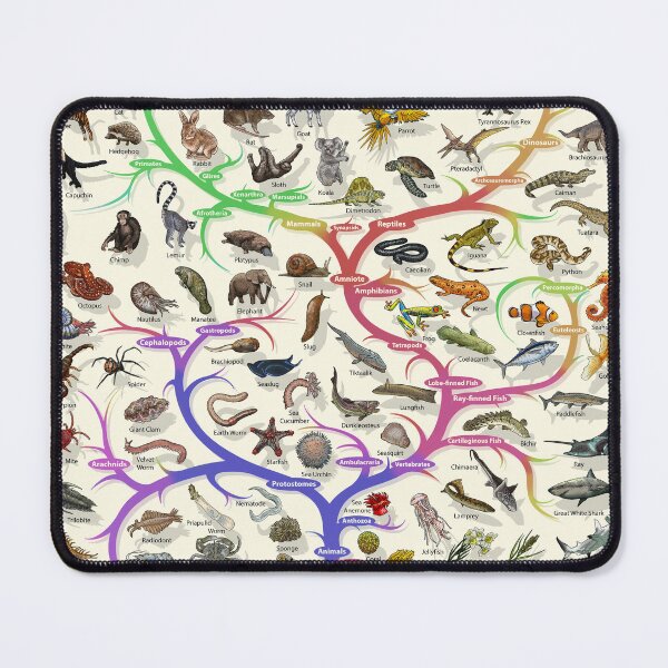Item preview, Animal and Plant Evolution - Tree of Life Poster - English designed and sold by EvolutionPoster.