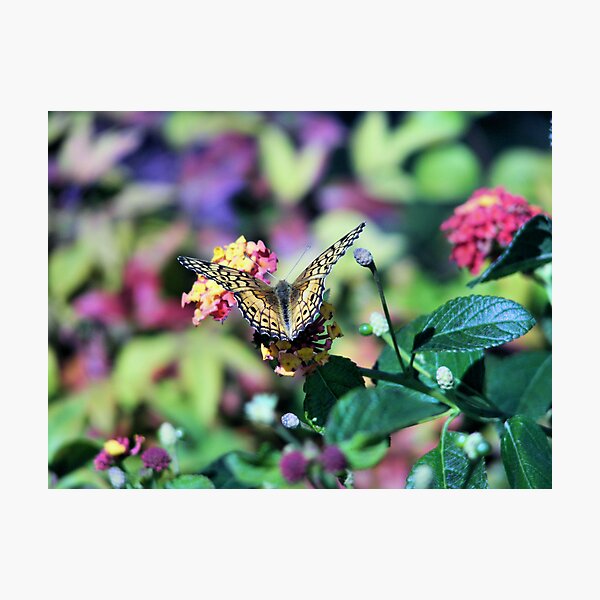 Item preview, Fluttering Wings designed and sold by Pat Moore.