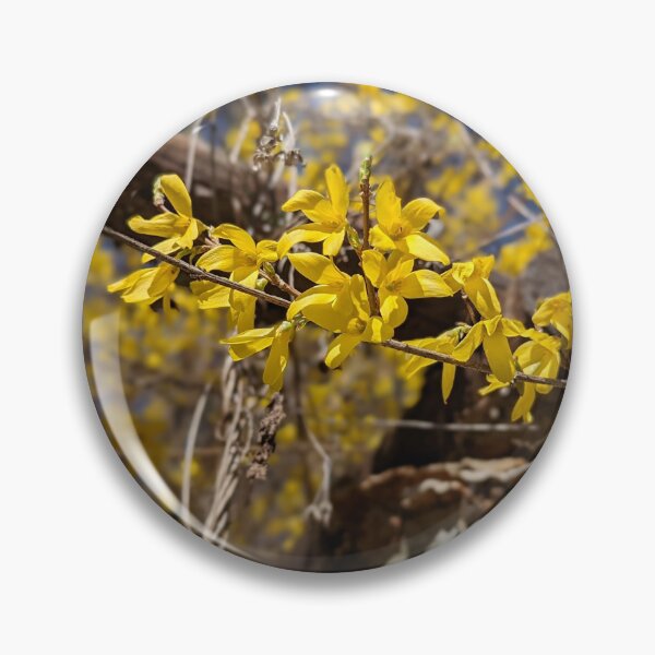 Item preview, Forsythia on the Birch  designed and sold by Jkund19.