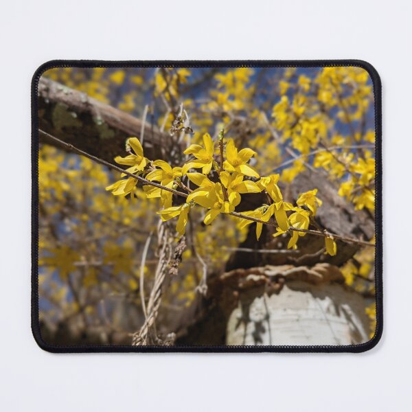 Item preview, Forsythia on the Birch  designed and sold by Jkund19.