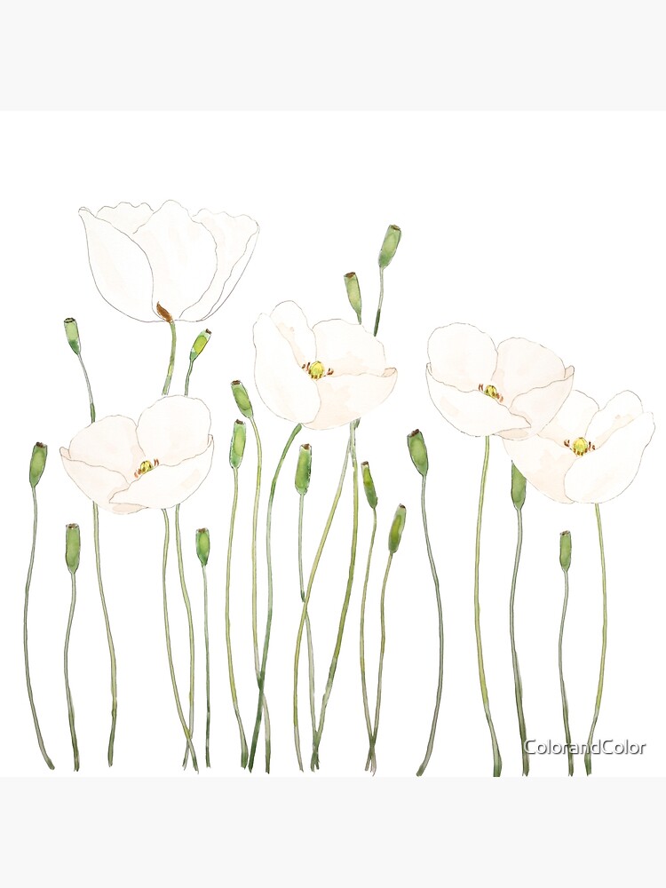white poppy watercolor horizontal by ColorandColor