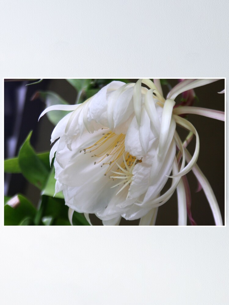 Ungewohnliche Blume Konigin Der Nacht Epiphyllum Oxypetalum Poster Von Agnessa38 Redbubble