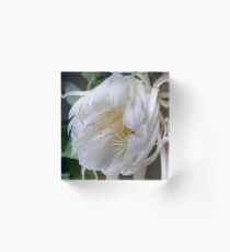 Unusual flower - Queen of the Night (Epiphyllum Oxypetalum) Acrylic Block