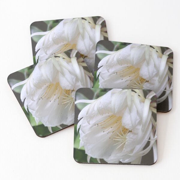 Unusual flower - Queen of the Night (Epiphyllum Oxypetalum) Coasters (Set of 4)