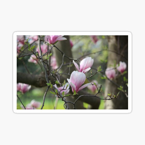 Spring's blush Sticker