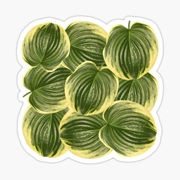 Item preview, Variegated Hosta Leaves designed and sold by EveryDayDabble.