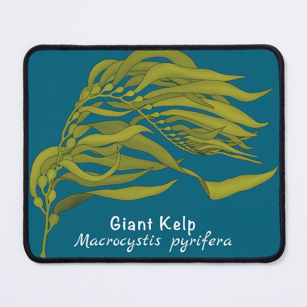 Item preview, Giant Kelp - Macrocystis pyrifera (with name) designed and sold by WestCoastWoods.