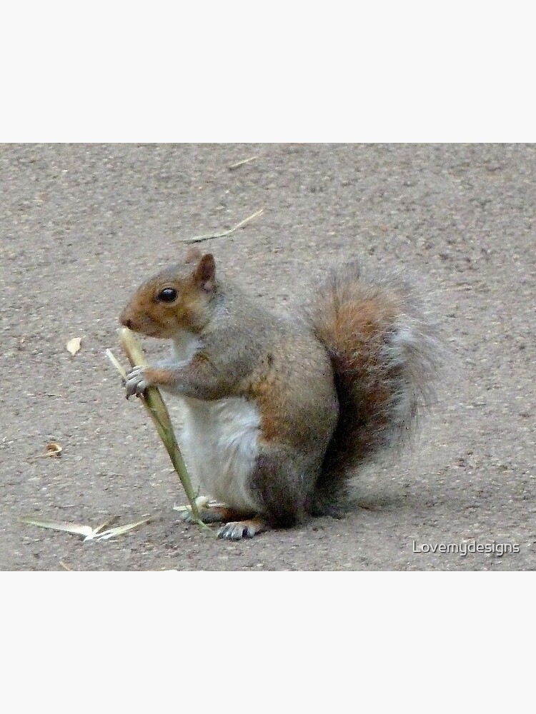 Squirrel. Kew gardens. London by Lovemydesigns