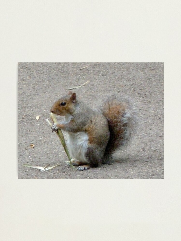 Alternate view of Squirrel. Kew gardens. London Photographic Print
