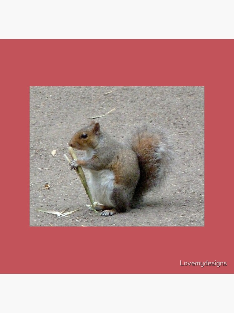 Squirrel. Kew gardens. London by Lovemydesigns