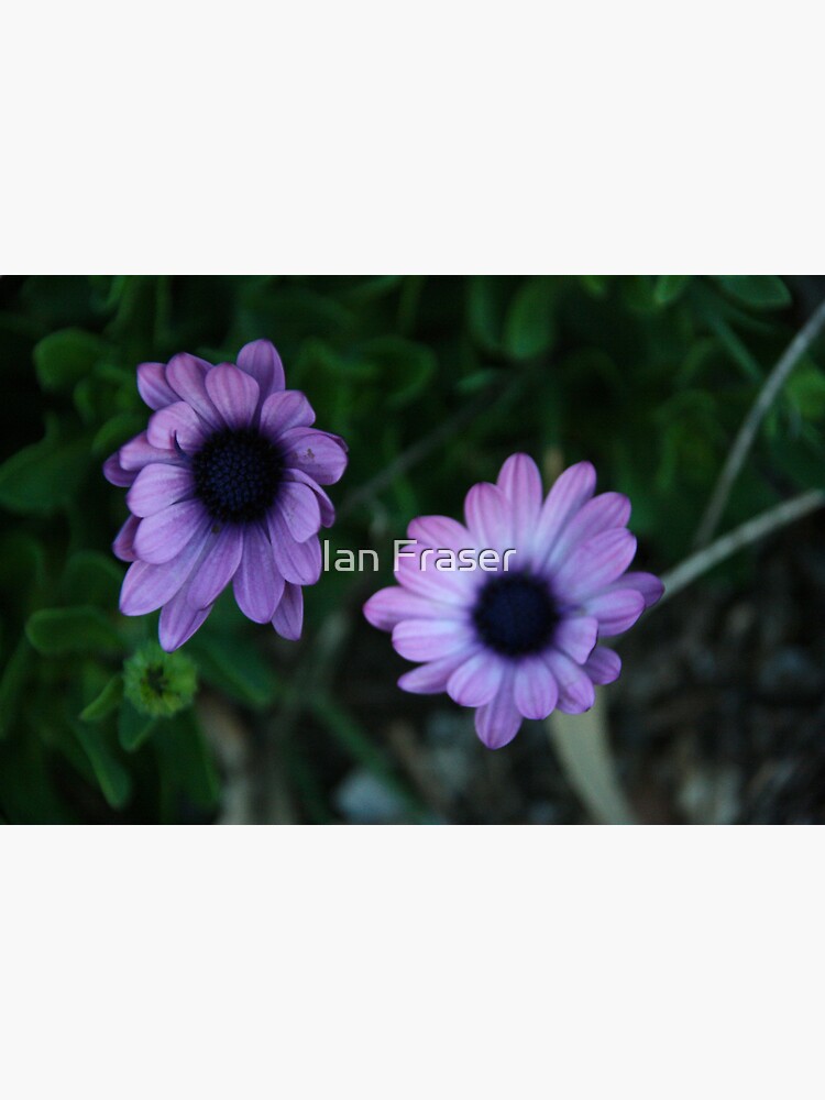 The Flowers by Mowog
