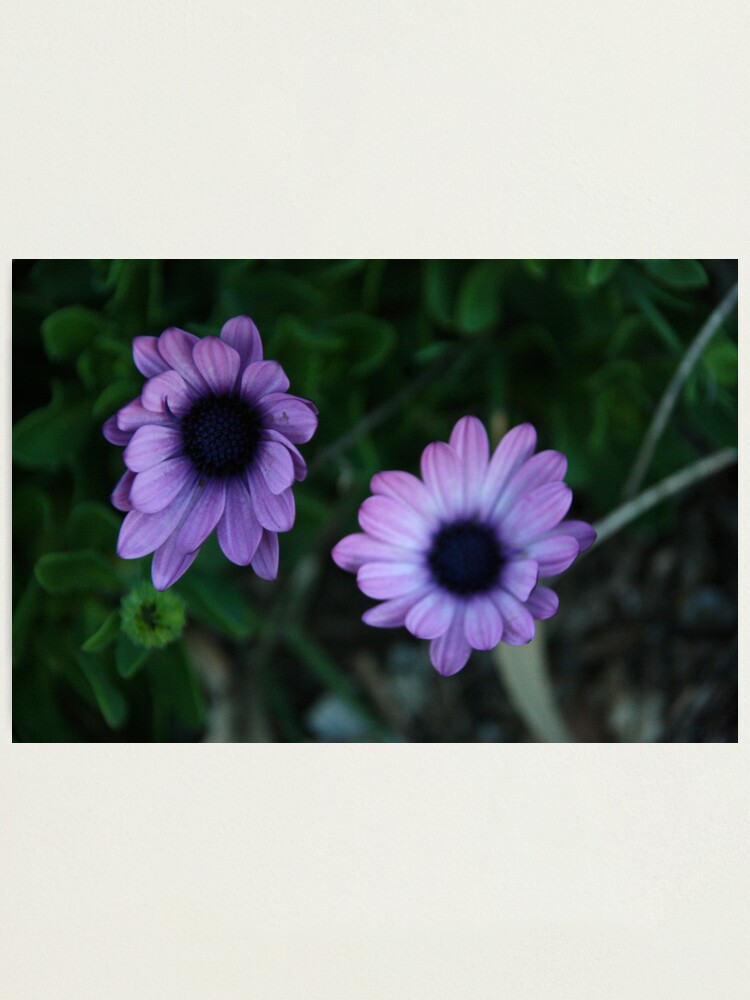 Alternate view of The Flowers Photographic Print