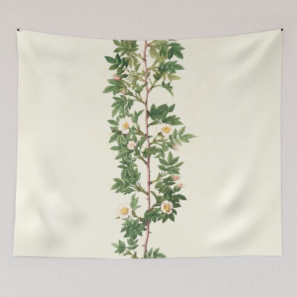 Artikelvorschau, Rosa Aciphylla; Rosier de Chien, Sorte entworfen und verkauft von linggalibrary.