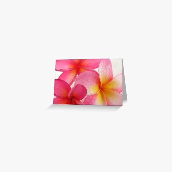 Pink Frangipani Greeting Card