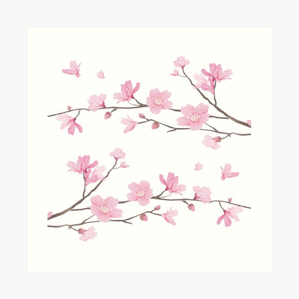 Cherry Blossom - Transparent Background Art Print