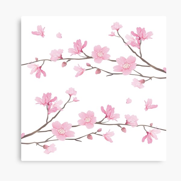 Cherry Blossom - Transparent Background Canvas Print