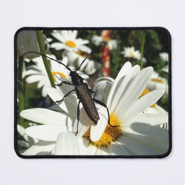 Item preview, Walk of the longhorn designed and sold by mthyselius.
