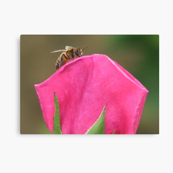 Bee-Gone Canvas Print