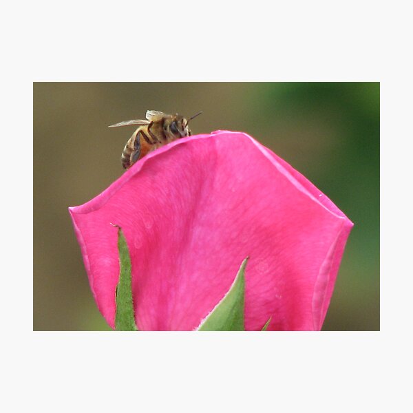Bee-Gone Photographic Print