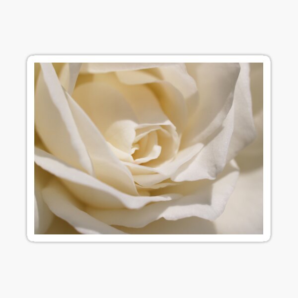 White Rose Sticker