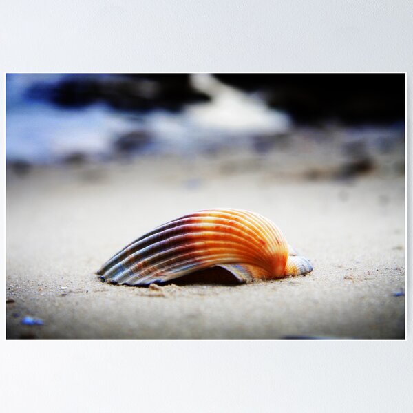 Item preview, S h e l l designed and sold by Tony Lomas.