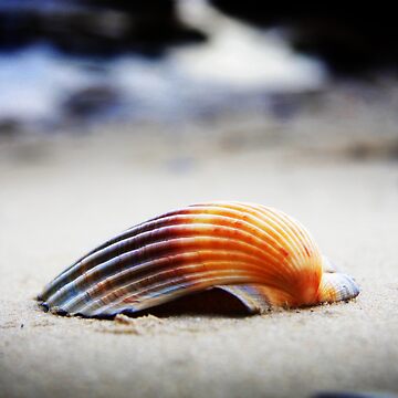 Artwork thumbnail, S h e l l by Tony Lomas