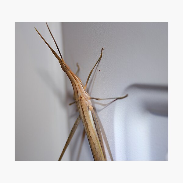 The Visitor.... Photographic Print