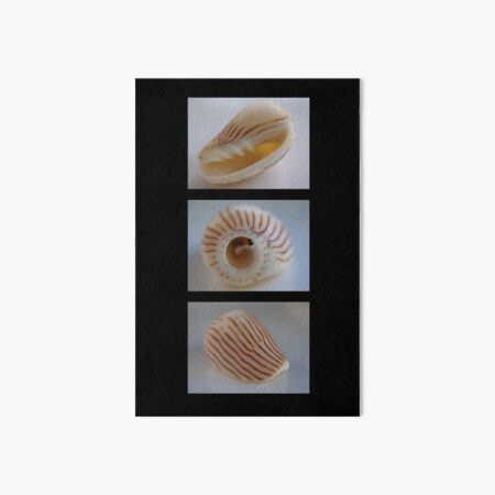 Shell Trio Art Board Print