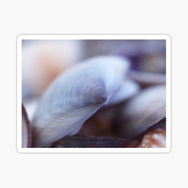 Shell Blue Sticker