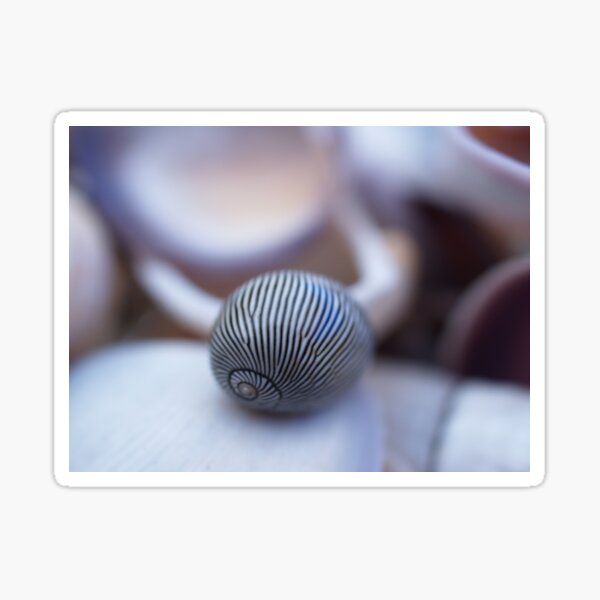 Shell Stripe Sticker