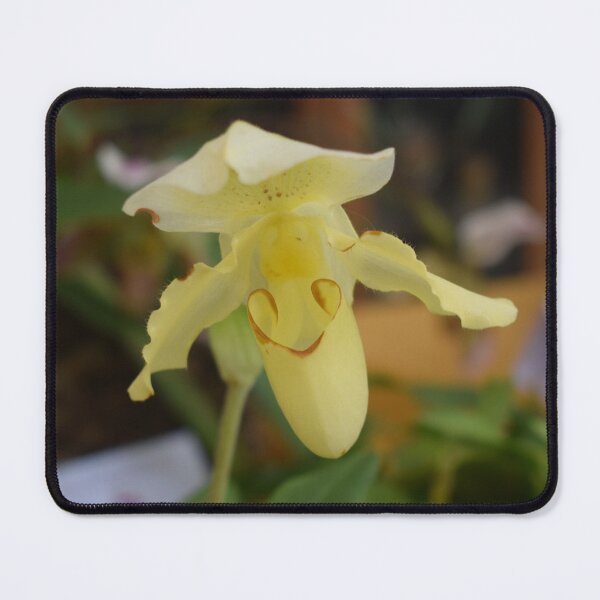 Item preview, Yellow flower of Paphiopedilum hybrid 1 designed and sold by Furiarossa.
