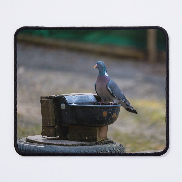 Item preview, pigeon at the watering hole designed and sold by OskiOnTour.