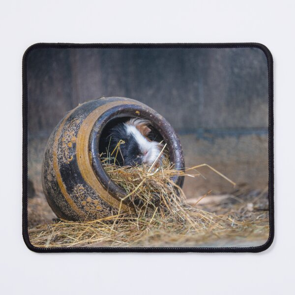 Item preview, Guinea pigs in a pot designed and sold by OskiOnTour.