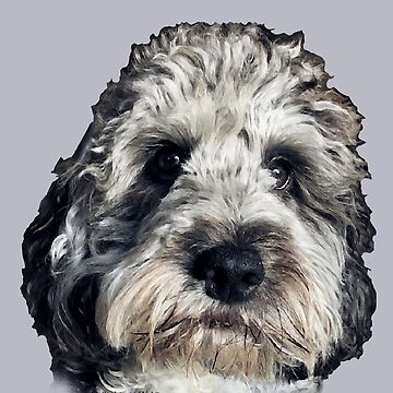 Grey and white doodle 2024 dog