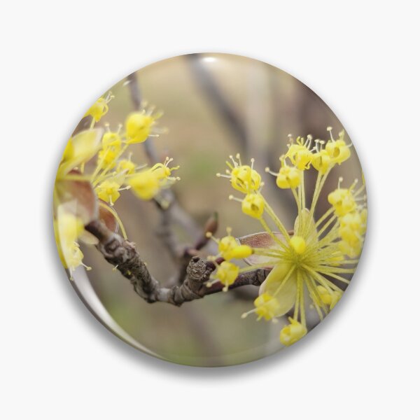 Item preview, Yellow plum blossom flower on the weir of the Yeongsan River next to the Sports Complex in Buk-gu, Gwangju,korea designed and sold by human8891.