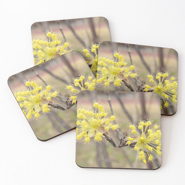 Item preview, Yellow plum blossom flower on the weir of the Yeongsan River next to the Sports Complex in Buk-gu, Gwangju,korea designed and sold by human8891.