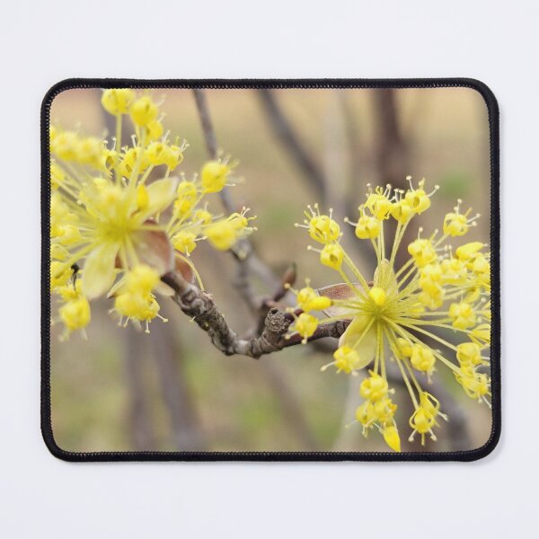 Item preview, Yellow plum blossom flower on the weir of the Yeongsan River next to the Sports Complex in Buk-gu, Gwangju,korea designed and sold by human8891.