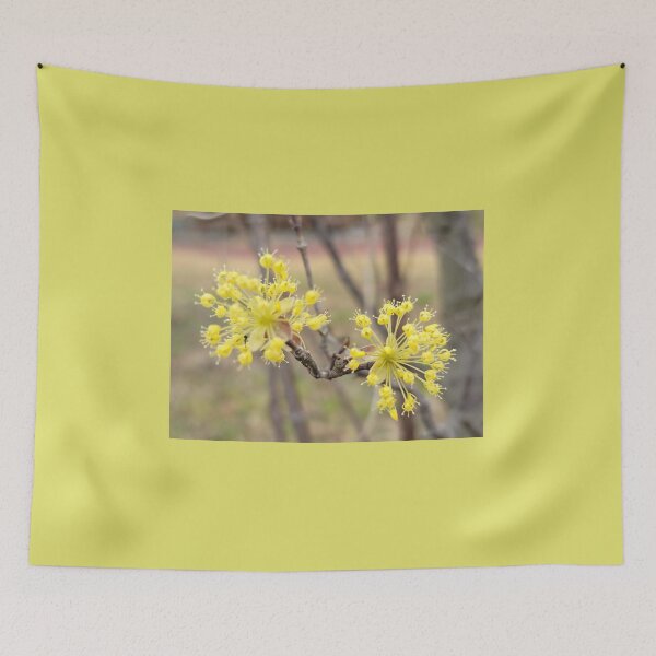 Item preview, Yellow plum blossom flower on the weir of the Yeongsan River next to the Sports Complex in Buk-gu, Gwangju,korea designed and sold by human8891.
