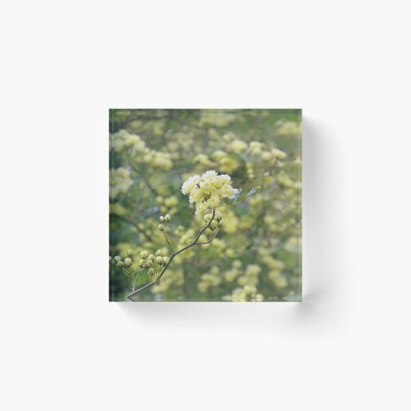 Item preview, Mass of Tiny Yellow Tiny Roses...... Dorset UK designed and sold by lynn carter.