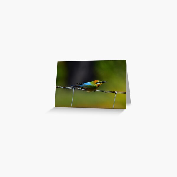 Headwind (Rainbow Bee Eater) Greeting Card